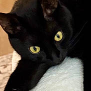 Salem is registered to the contest to win money with this photo: black_cat, cat, yellow_eyes, pet, animal, feline, paw, relaxing, soft_texture, indoor, closeup, cute, whiskers, sleepy, cozy, fur, domestic_cat, resting, alert, portrait
