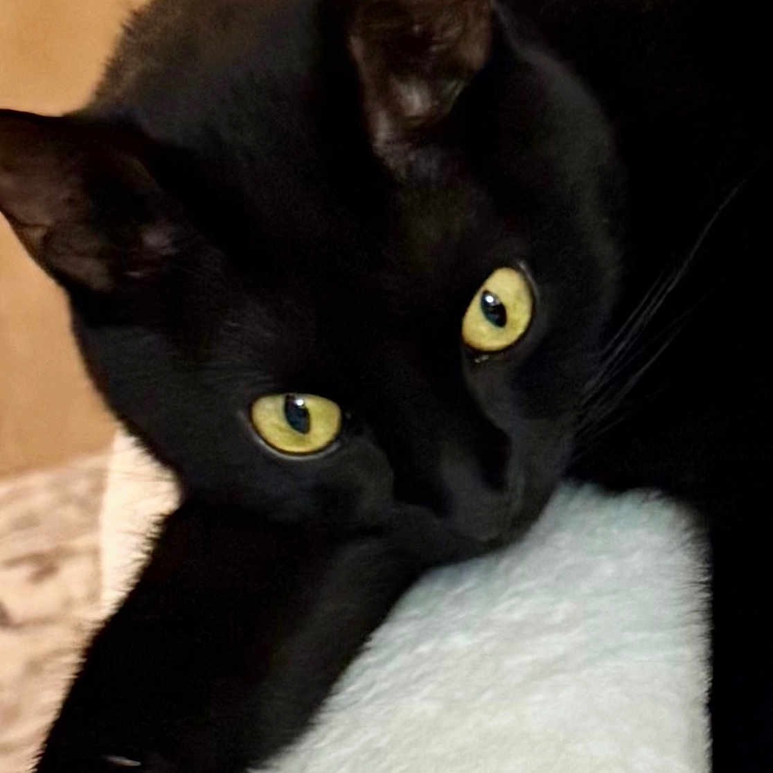 Salem