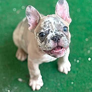 Mochi joined the competition — help win amazing prizes! puppy, dog, french_bulldog, pet, animal, cute, green_background, looking_up, small, young, ears, fur, adorable, outdoor, playful, closeup, mammal, canine, tongue, happy