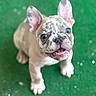 puppy, dog, french_bulldog, pet, animal, cute, green_background, looking_up, small, young, ears, fur, adorable, outdoor, playful, closeup, mammal, canine, tongue, happy