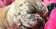 Mochi is registered to the contest to win money with this photo: puppy, dog, sleeping, tongue_out, blanket, pink, black, fur, close_up, pet, cute, cozy, resting, animal, face, snout, whiskers, ears, relaxation, domestic_animal