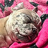puppy, dog, sleeping, tongue_out, blanket, pink, black, fur, close_up, pet, cute, cozy, resting, animal, face, snout, whiskers, ears, relaxation, domestic_animal