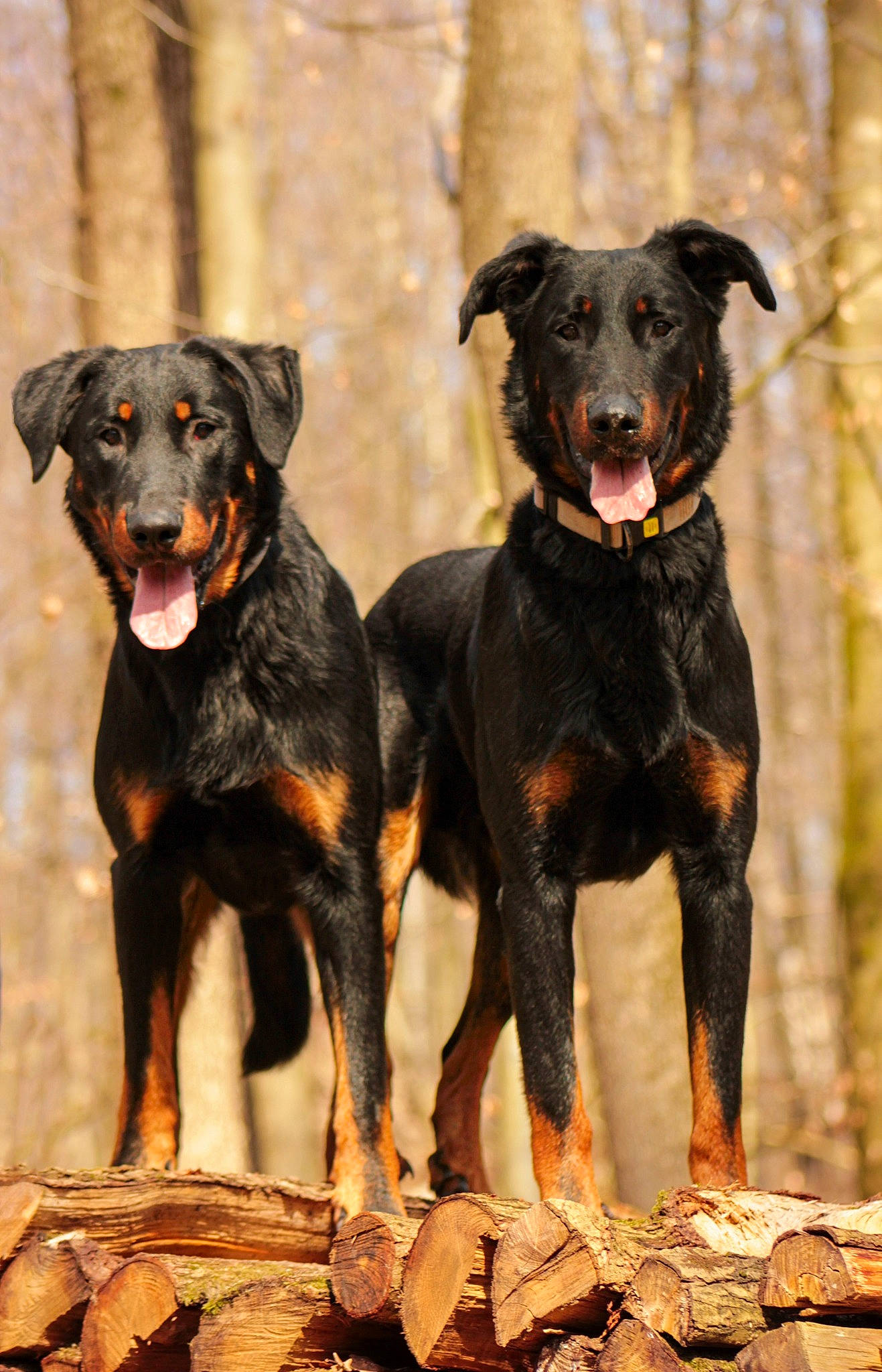 Tarzan Et Vasco a rejoint le concours — aidez-le/la à gagner de superbes lots ! carnivore, companion_dog, dog, dog_breed, guard_dog, hunting_dog, snout, sporting_group, terrestrial_animal, tree, working_animal, working_dog