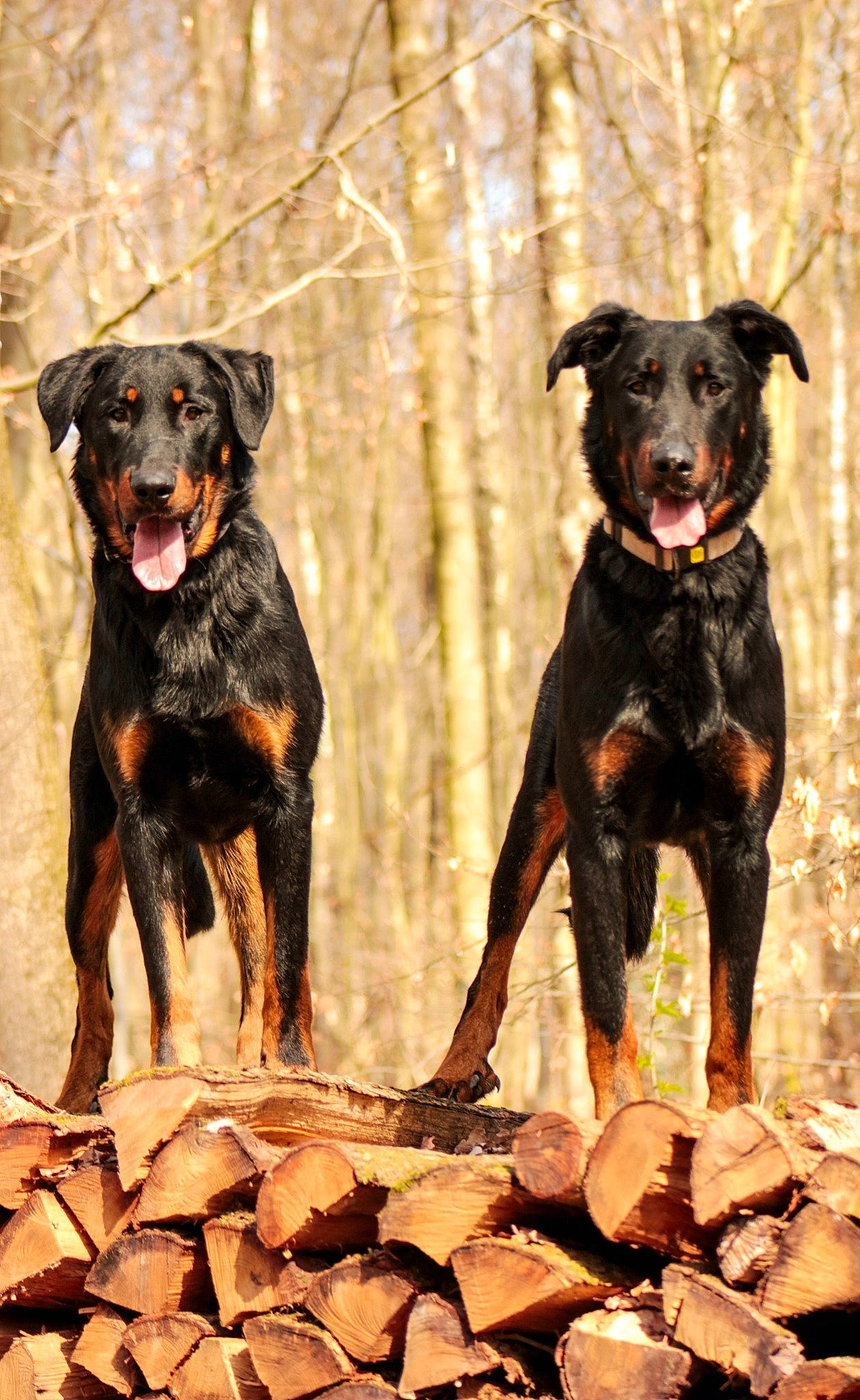 Tarzan Et Vasco a rejoint le concours — aidez-le/la à gagner de superbes lots ! canidae, carnivore, companion_dog, dog, dog_breed, fawn, guard_dog, hunting_dog, snout, sporting_group, terrestrial_animal, tree, working_animal, working_dog