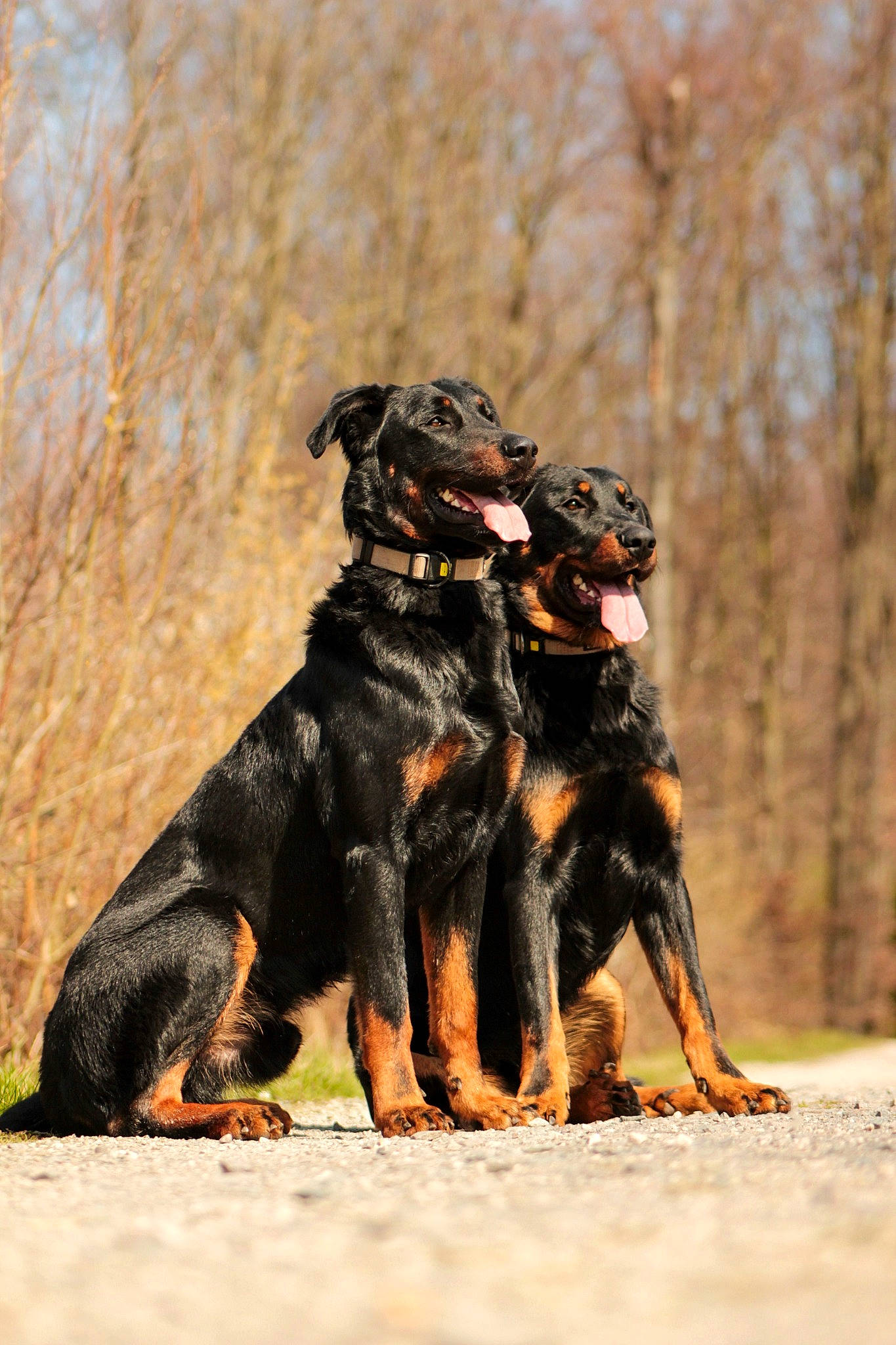 Tarzan Et Vasco participe au concours pour gagner de l'argent avec cette photo : biting, canidae, carnivore, companion_dog, dobermann, dog, dog_breed, grass, guard_dog, herding_dog, hunting_dog, rottweiler, snout, sporting_group, tail, terrestrial_animal, tree, working_animal, working_dog