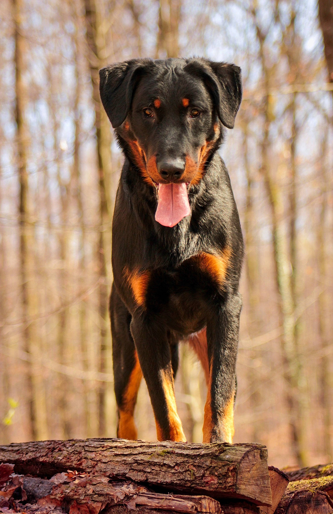 Vasco a rejoint le concours — aidez-le/la à gagner de superbes lots ! borador, canidae, carnivore, collar, companion_dog, dog, dog_breed, dog_collar, fur, guard_dog, hunting_dog, rottweiler, sporting_group, terrestrial_animal, tree, trunk, wood, working_animal, working_dog