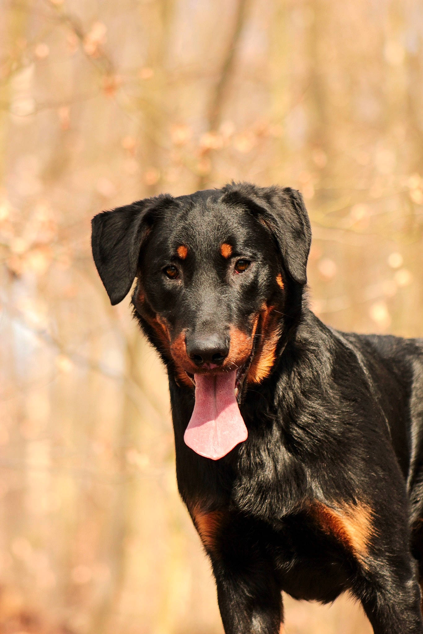 Vasco participe au concours pour gagner de l'argent avec cette photo : borador, canidae, carnivore, companion_dog, dog, dog_breed, eye, fur, guard_dog, hunting_dog, snout, sporting_group, street_dog, terrestrial_animal, whiskers, working_animal, working_dog