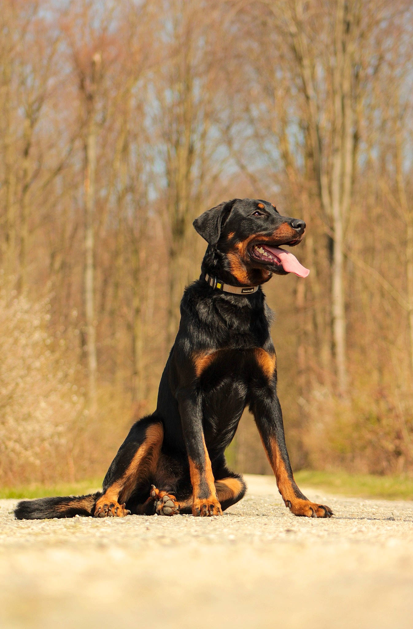 Tarzan participe au concours pour gagner de l'argent avec cette photo : canidae, carnivore, companion_dog, dog, dog_breed, dog_collar, fawn, guard_dog, hunting_dog, plant, snout, sporting_group, tail, terrestrial_animal, tree, working_animal, working_dog