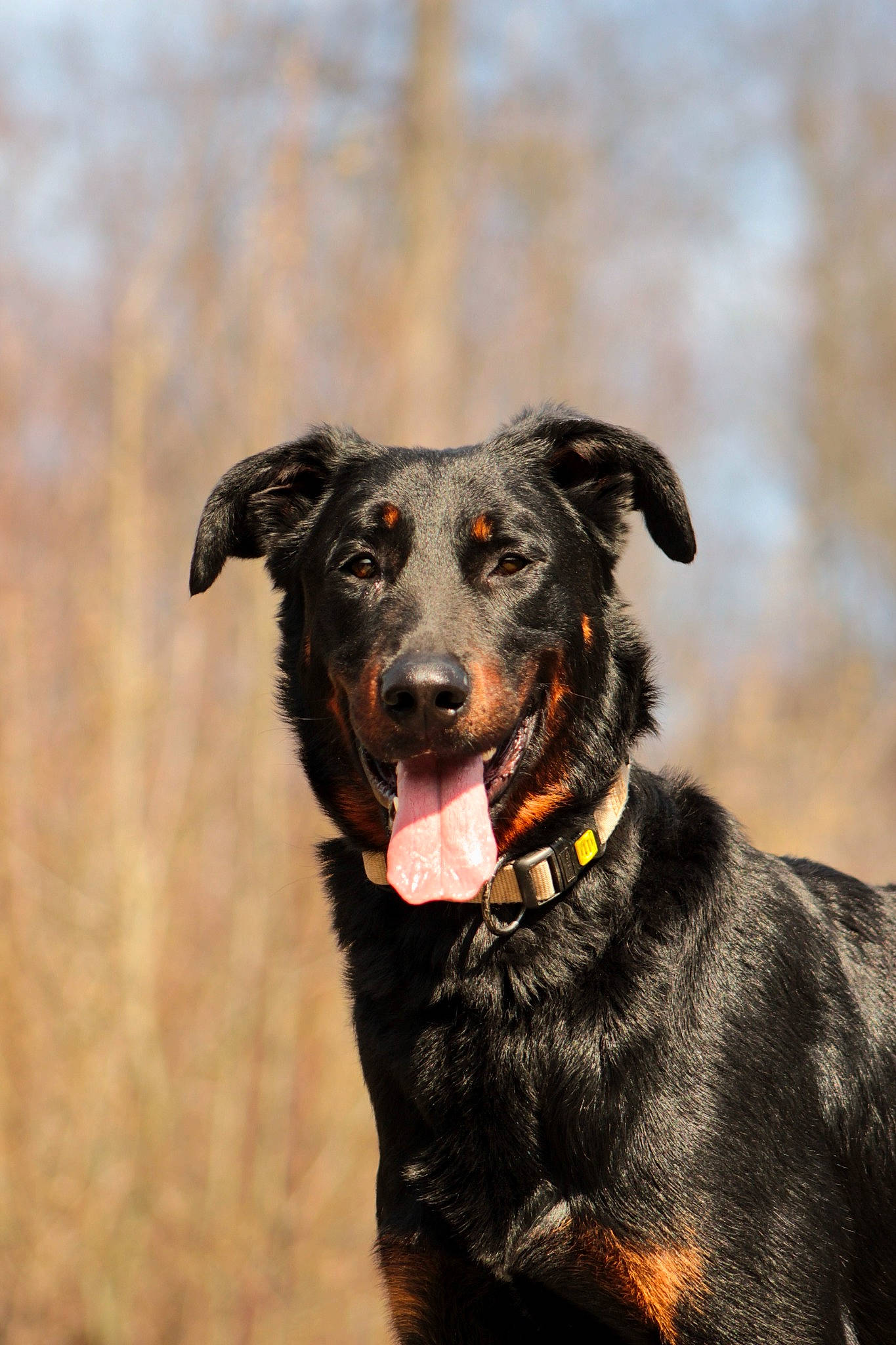 Tarzan participe au concours pour gagner de l'argent avec cette photo : borador, canidae, carnivore, collar, companion_dog, dog, dog_breed, dog_collar, fur, guard_dog, gun_dog, hunting_dog, leash, plant, snout, sporting_group, terrestrial_animal, whiskers, working_animal, working_dog