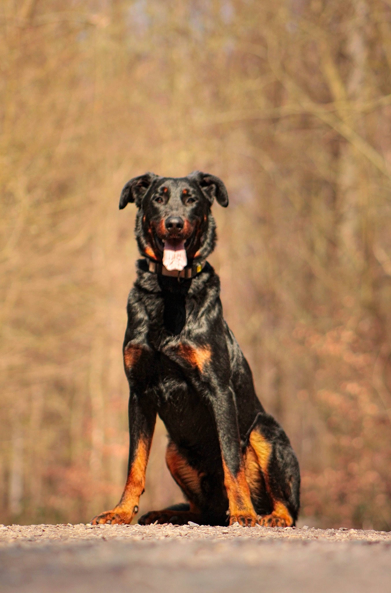 Tarzan participe au concours pour gagner de l'argent avec cette photo : canidae, carnivore, companion_dog, dog, dog_breed, dog_collar, fawn, guard_dog, hunting_dog, plant, puppy, rottweiler, sporting_group, street_dog, tail, terrestrial_animal, working_animal, working_dog