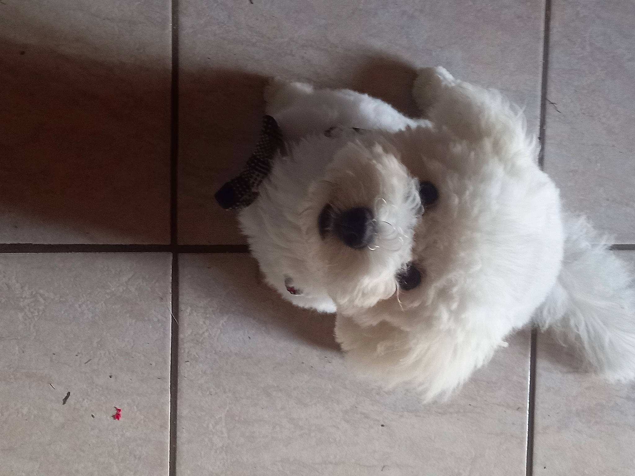 Tobby participe au concours pour gagner de l'argent avec cette photo : canidae, carnivore, companion_dog, dog, dog_breed, eye, fawn, flooring, fur, maltepoo, paw, small_terrier, snout, sporting_group, stuffed_toy, tail, terrier, toy, toy_dog, whiskers