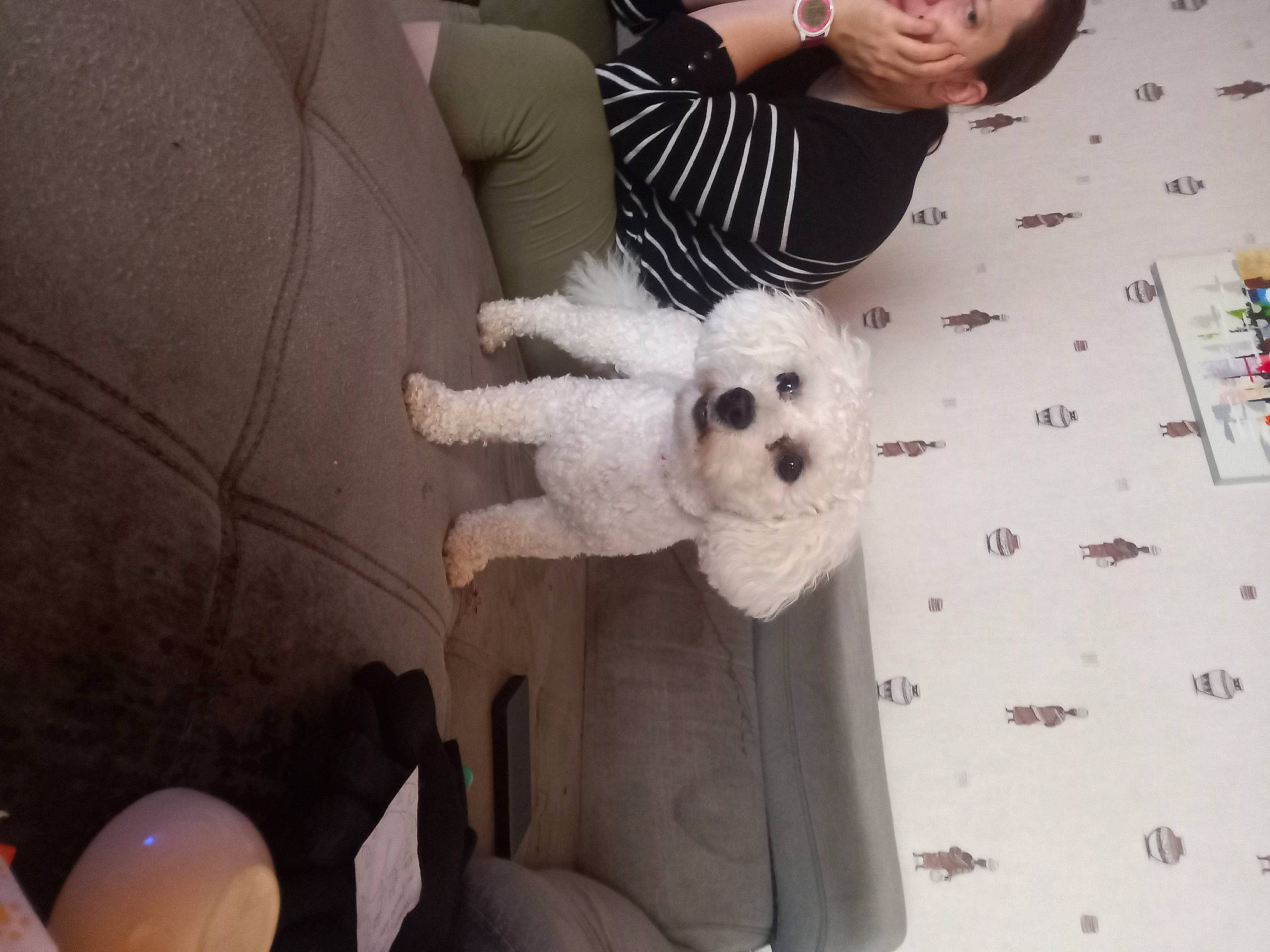 Tobby a rejoint le concours — aidez-le/la à gagner de superbes lots ! bichon, canidae, carnivore, chair, comfort, companion_dog, couch, dog, dog_breed, dog_supply, fur, pattern, poodle, room, sporting_group, stuffed_toy, textile, toy, toy_dog, white