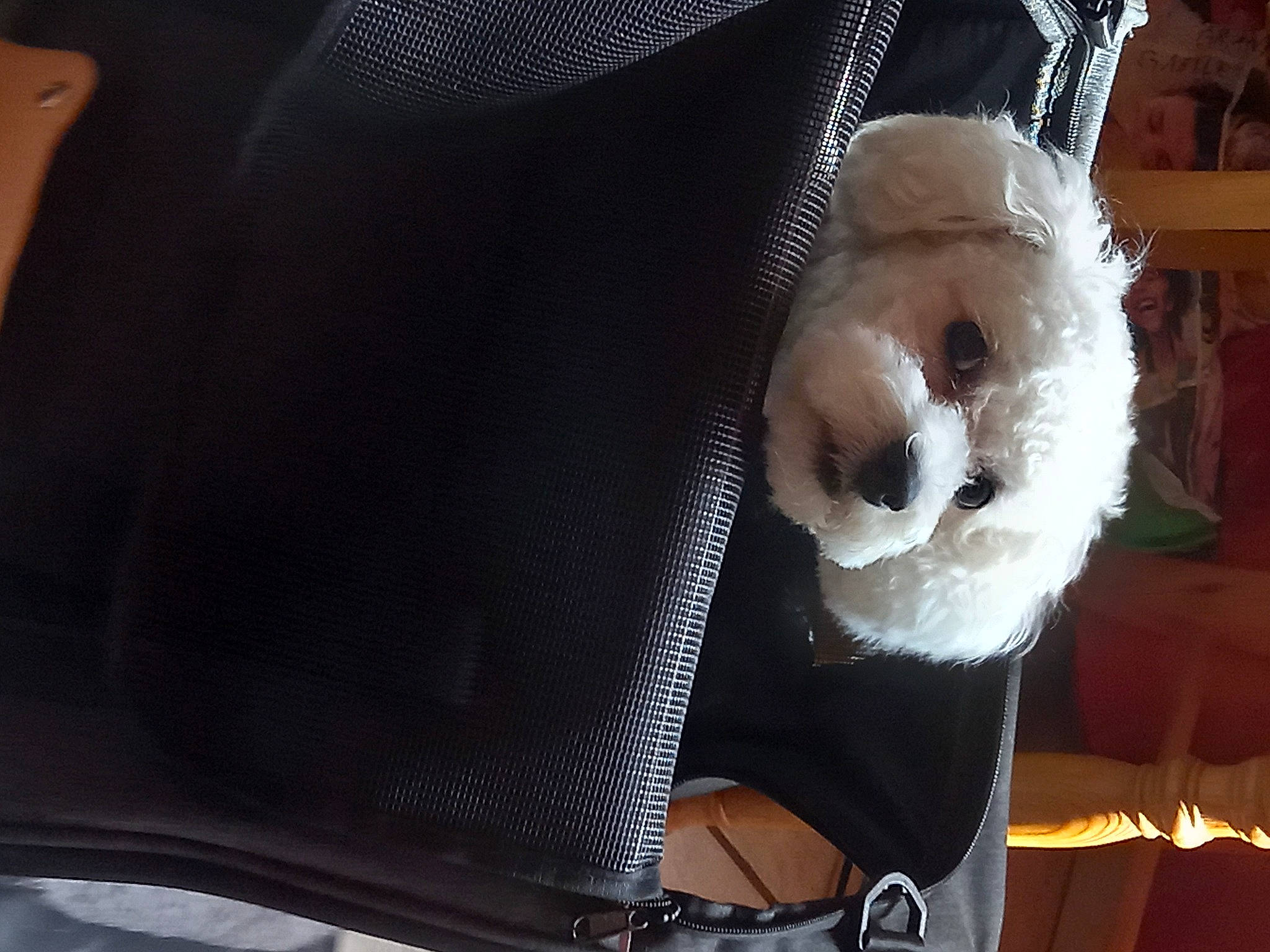 Tobby participe au concours pour gagner de l'argent avec cette photo : auto_part, bag, beard, car_seat, carmine, comfort, eyewear, fashion_accessory, fur, moustache, nail, personal_protective_equipment, plush, stuffed_toy, sunglasses, textile, toy, vehicle_door, whiskers, wool