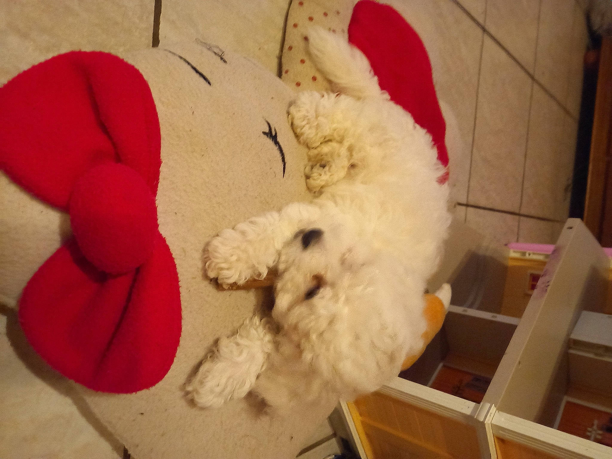 Tobby participe au concours pour gagner de l'argent avec cette photo : carmine, comfort, companion_dog, coquelicot, dog_breed, fur, magenta, plush, room, stuffed_toy, toy, wool