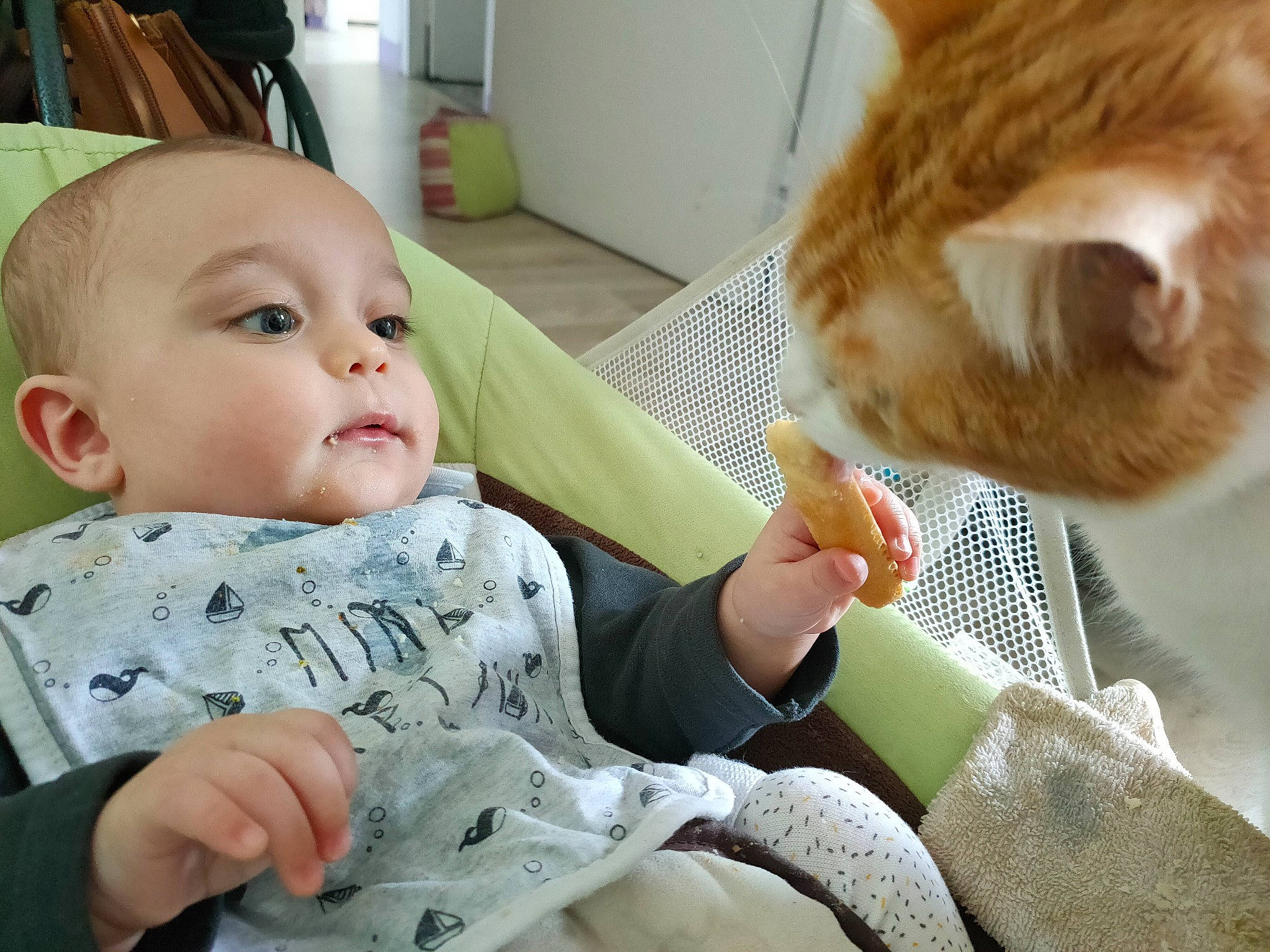 Pancake a rejoint le concours — aidez-le/la à gagner de superbes lots ! baby, carnivore, cat, child, ear, eye, felidae, nose, small_to_medium_sized_cats, toddler, whiskers