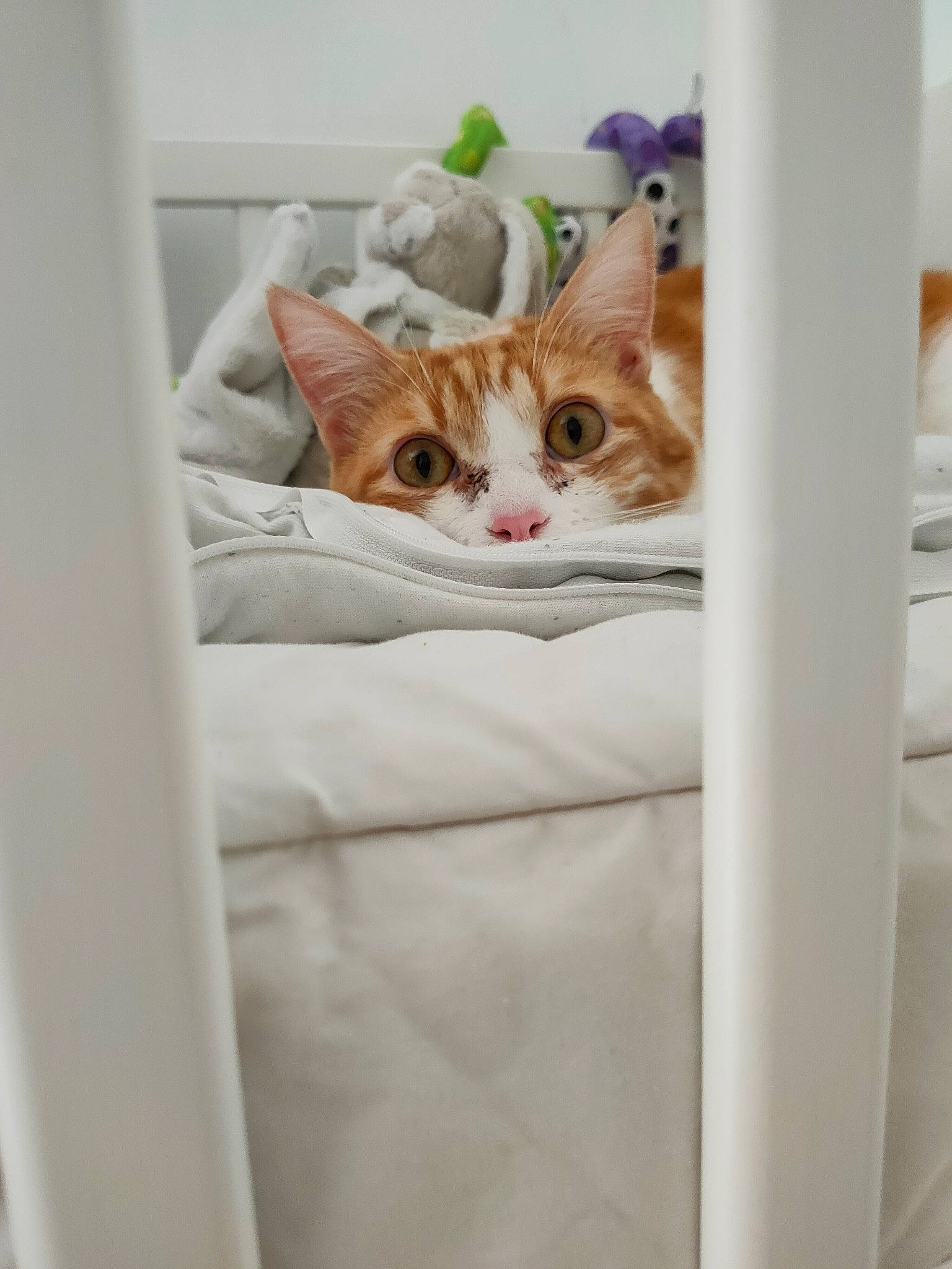 Pancake participe au concours pour gagner de l'argent avec cette photo : aegean_cat, carnivore, cat, european_shorthair, fawn, felidae, kitten, room, small_to_medium_sized_cats, tabby_cat, whiskers