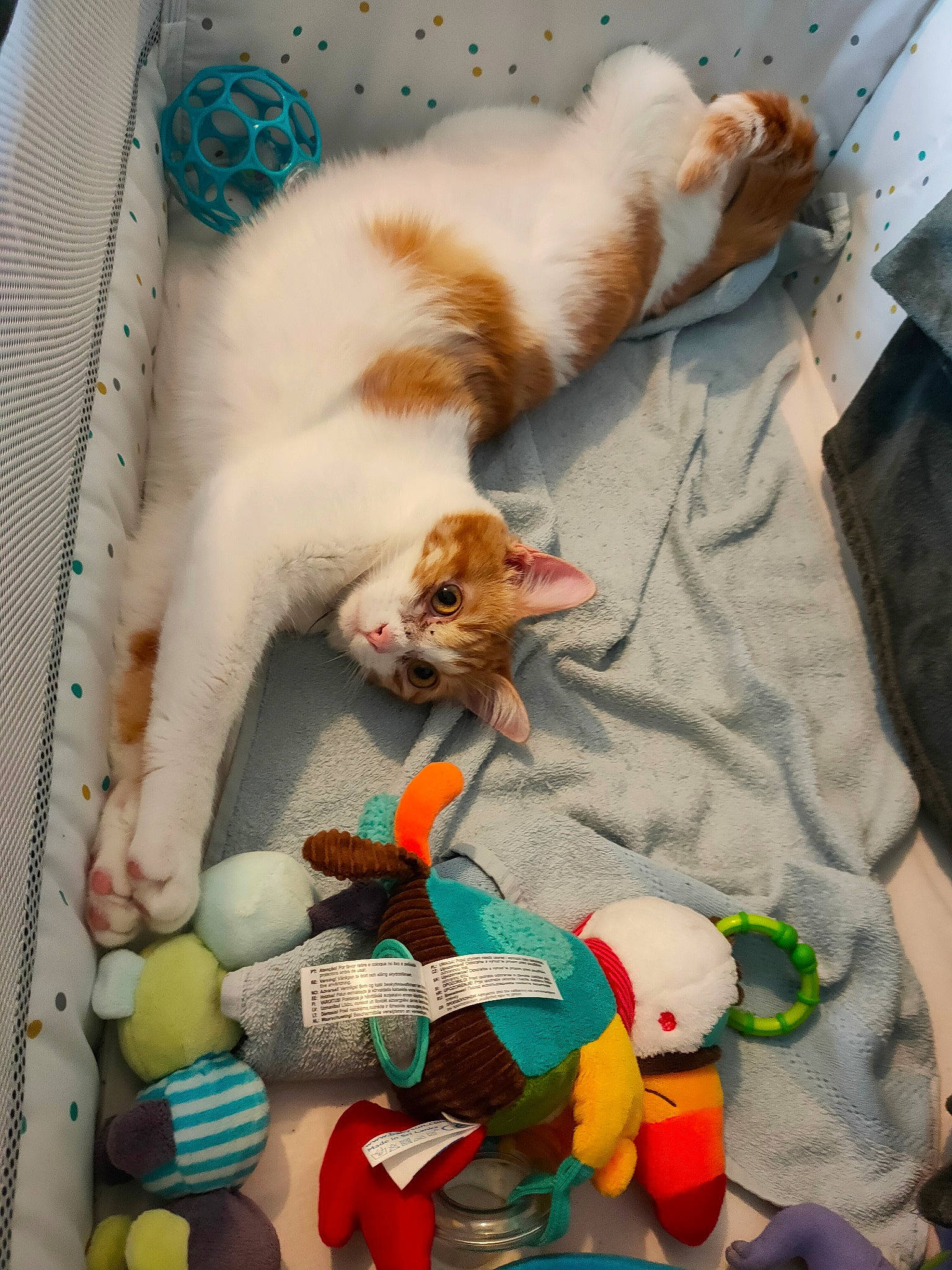 Pancake a rejoint le concours — aidez-le/la à gagner de superbes lots ! canidae, carnivore, cat, companion_dog, dog, dog_breed, felidae, small_to_medium_sized_cats, sporting_group, tail, toy