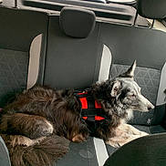 Lady Joyce participe au concours pour gagner de l'argent avec cette photo : dog, car_interior, backseat, red_harness, window, vehicle, yellow_car, relaxed, fur, pet, transportation, seat, leather_seat, resting, domestic_animal, canine, side_view, daylight, urban, road