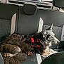 dog, car_interior, backseat, red_harness, window, vehicle, yellow_car, relaxed, fur, pet, transportation, seat, leather_seat, resting, domestic_animal, canine, side_view, daylight, urban, road