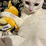 cat, white_cat, plush_toy, disney, stuffed_animal, bed, blanket, indoor, pet, animal, cute, feline, soft, closeup, claw, paw, fur, whiskers, resting, cozy