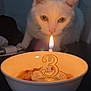 Tigrou a rejoint le concours — aidez-le/la à gagner de superbes lots ! cat, white_cat, candle, number_3, bowl, food, curious, indoor, pet, flame, table, celebration, birthday, closeup, animal, feline, domestic_cat, orange_light, focus, night