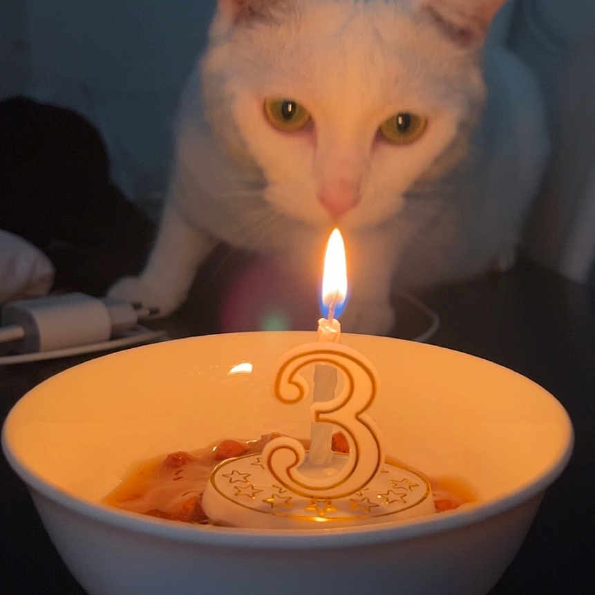 Tigrou a rejoint le concours — aidez-le/la à gagner de superbes lots ! animal, birthday, bowl, candle, cat, celebration, closeup, curious, domestic_cat, feline, flame, focus, food, indoor, night, number_3, orange_light, pet, table, white_cat