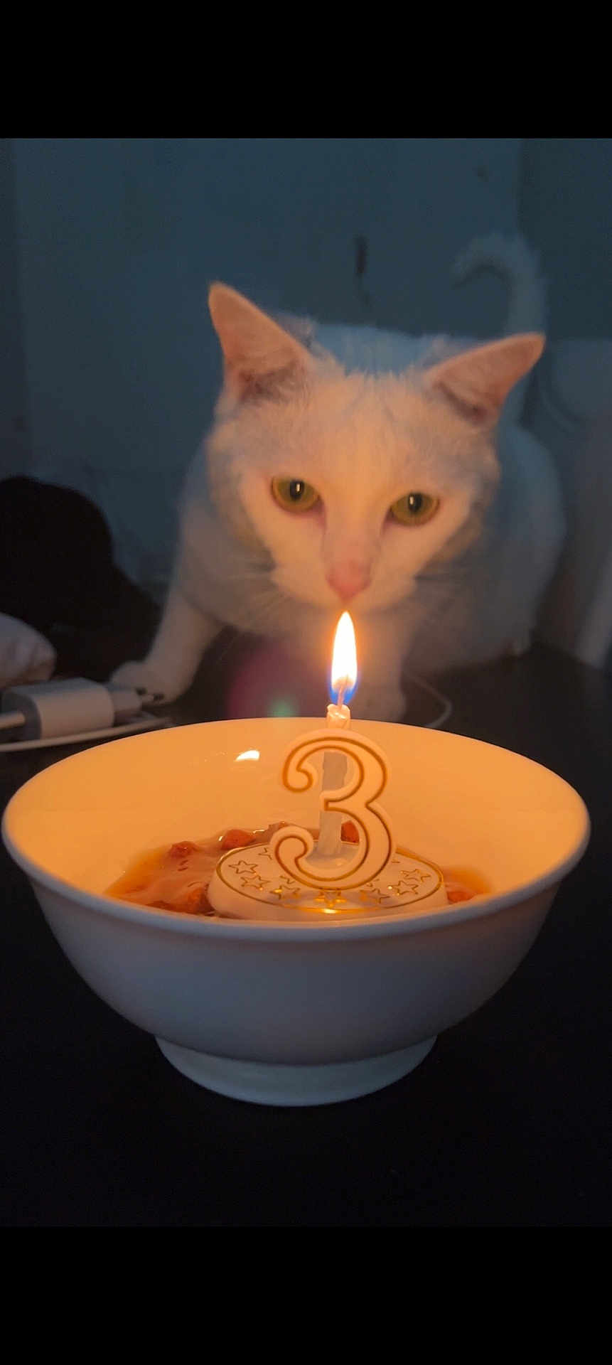 Tigrou a rejoint le concours — aidez-le/la à gagner de superbes lots ! cat, white_cat, candle, number_3, bowl, food, curious, indoor, pet, flame, table, celebration, birthday, closeup, animal, feline, domestic_cat, orange_light, focus, night