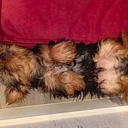 Aron participe au concours pour gagner de l'argent avec cette photo : dog, puppy, yorkshire_terrier, small_dog, fluffy, long_hair, brown_fur, black_fur, lying_down, belly_up, paws, sleeping, relaxed, indoor, floor, red_cushion, pet, cute, funny, photography