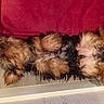 dog, puppy, yorkshire_terrier, small_dog, fluffy, long_hair, brown_fur, black_fur, lying_down, belly_up, paws, sleeping, relaxed, indoor, floor, red_cushion, pet, cute, funny, photography