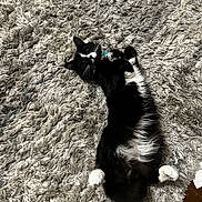 Boots is registered to the contest to win money with this photo: cat, black_and_white_cat, fluffy_rug, pet, indoor, relaxed, lying_down, white_paws, fur, cute, animal, domestic_cat, whiskers, collar, floor, cozy, resting, playful, feline, soft_texture