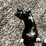 cat, black_and_white_cat, fluffy_rug, pet, indoor, relaxed, lying_down, white_paws, fur, cute, animal, domestic_cat, whiskers, collar, floor, cozy, resting, playful, feline, soft_texture