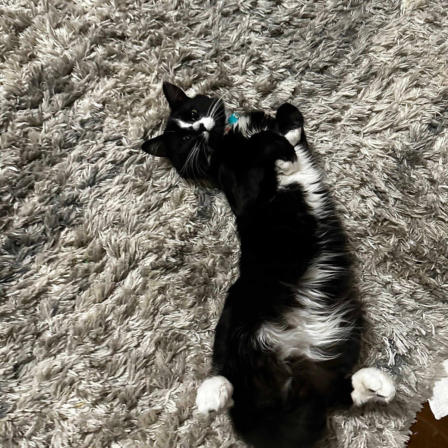 Boots is registered to the contest to win money with this photo: animal, black_and_white_cat, cat, collar, cozy, cute, domestic_cat, feline, floor, fluffy_rug, fur, indoor, lying_down, pet, playful, relaxed, resting, soft_texture, whiskers, white_paws