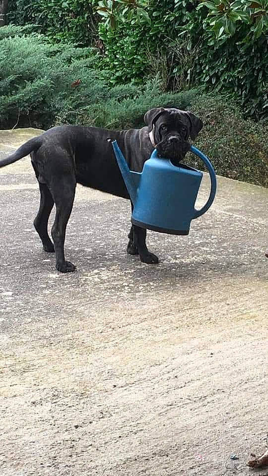 Peps participe au concours pour gagner de l'argent avec cette photo : carnivore, collar, companion_dog, dog, dog_breed, dog_collar, dog_supply, electric_blue, fawn, grass, gun_dog, leash, mammal, pet_supply, plant, snout, tail, tree, vertebrate, working_animal