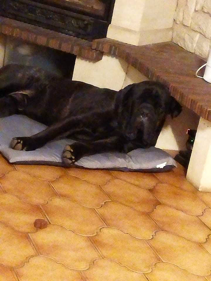 Peps a rejoint le concours — aidez-le/la à gagner de superbes lots ! borador, brown, carnivore, comfort, companion_dog, dog, dog_breed, fawn, floor, flooring, fur, gun_dog, hardwood, liver, mammal, retriever, tail, vertebrate, wood, working_animal