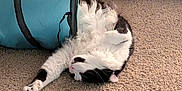 Rorschach joined the competition — help win amazing prizes! cat, black_and_white, feline, pet, carpet, indoor, relaxed, stretching, toy, tunnel, fluffy, paw, sleeping, cute, animal, domestic, fur, whiskers, playful, resting