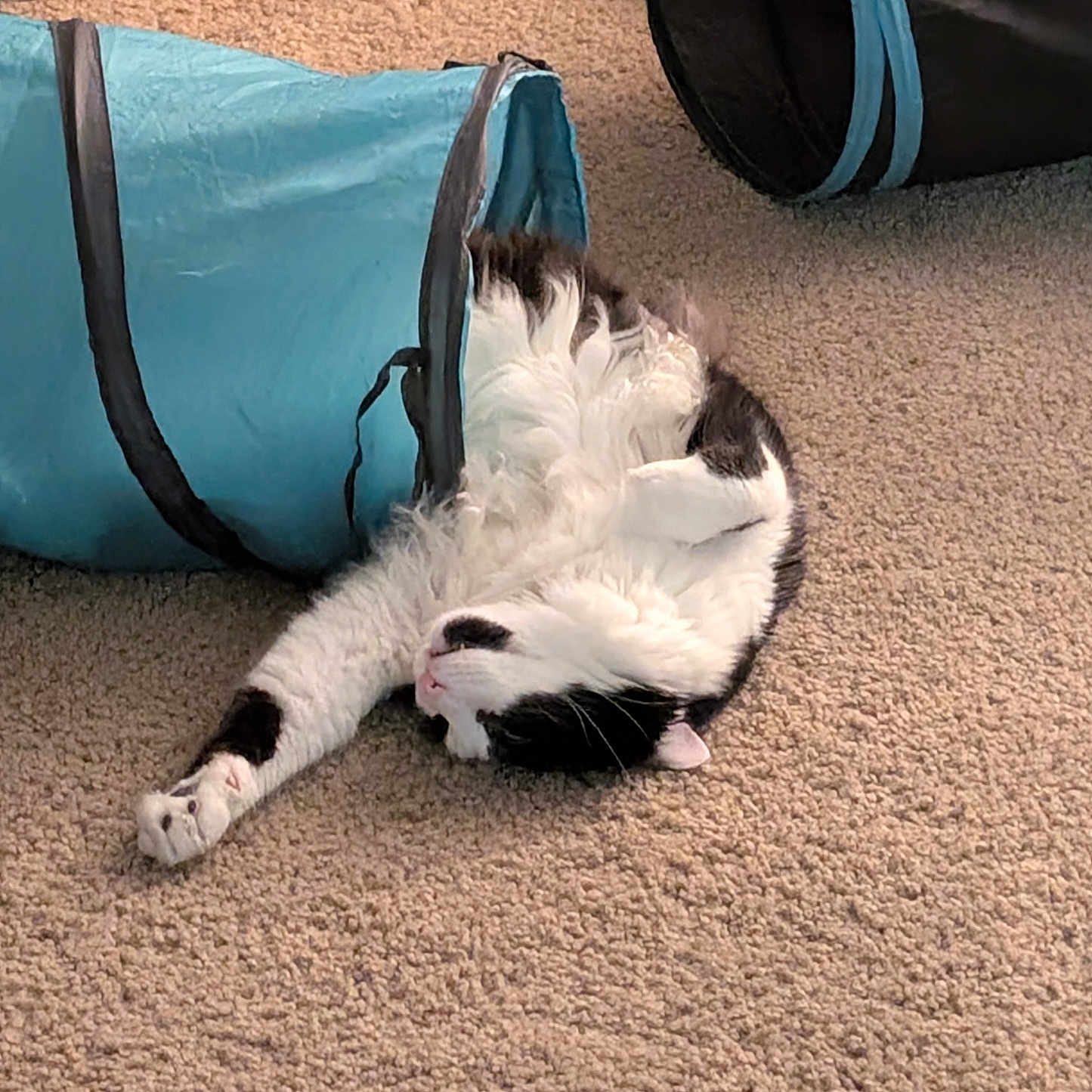 Rorschach joined the competition — help win amazing prizes! animal, black_and_white, carpet, cat, cute, domestic, feline, fluffy, fur, indoor, paw, pet, playful, relaxed, resting, sleeping, stretching, toy, tunnel, whiskers