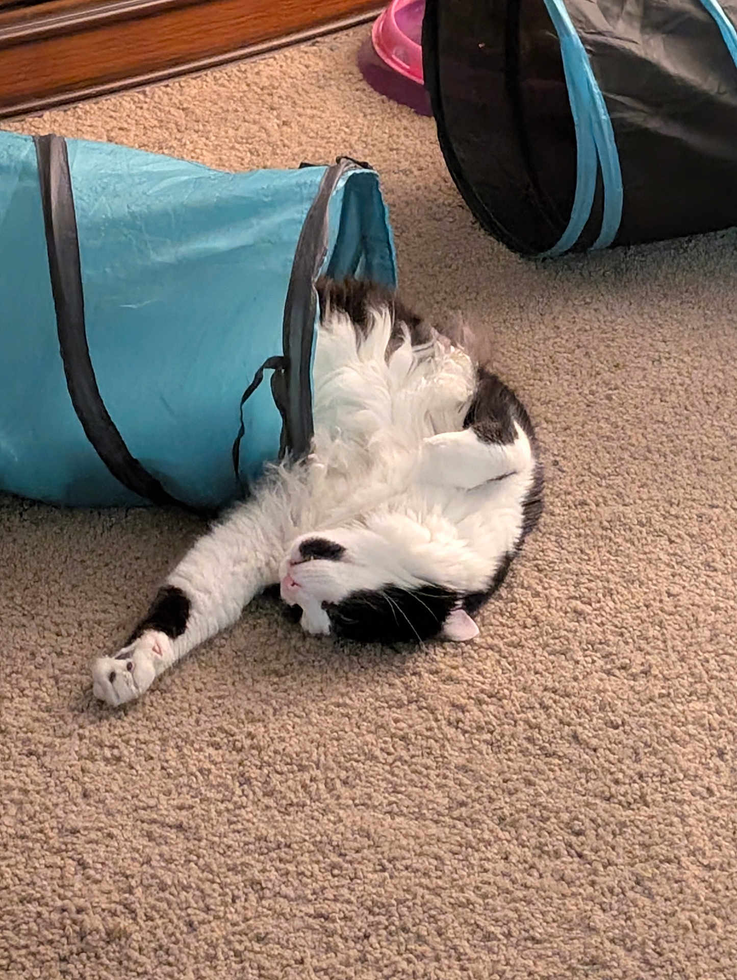 Rorschach joined the competition — help win amazing prizes! cat, black_and_white, feline, pet, carpet, indoor, relaxed, stretching, toy, tunnel, fluffy, paw, sleeping, cute, animal, domestic, fur, whiskers, playful, resting