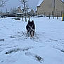 Altesse a rejoint le concours — aidez-le/la à gagner de superbes lots ! dog, snow, winter, outdoor, house, tree, blue_eyes, animal, canine, cold, landscape, fence, grass, footprints, sky, daytime, pet, nature, snowy_ground, walking