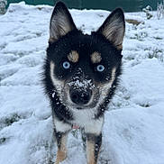 Altesse participe au concours pour gagner de l'argent avec cette photo : dog, blue_eyes, snow, outdoor, winter, black_fur, tan_fur, pet, animal, curious, close_up, nature, garden, cold, frost, canine, fur, face, portrait, snowflakes