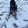 Altesse a rejoint le concours — aidez-le/la à gagner de superbes lots ! dog, snow, outdoor, animal, playful, winter, blue_eyes, fur, canine, nature, grass, cold, pet, cute, young_dog, black_fur, tan_fur, snowy_ground, daylight, animal_portrait