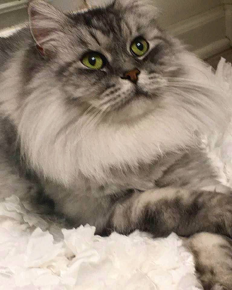 Shelby is registered to the contest to win money with this photo: british_longhair, carnivore, cat, eye, fawn, felidae, fur, persian, ragdoll, small_to_medium_sized_cats, snout, terrestrial_animal, whiskers