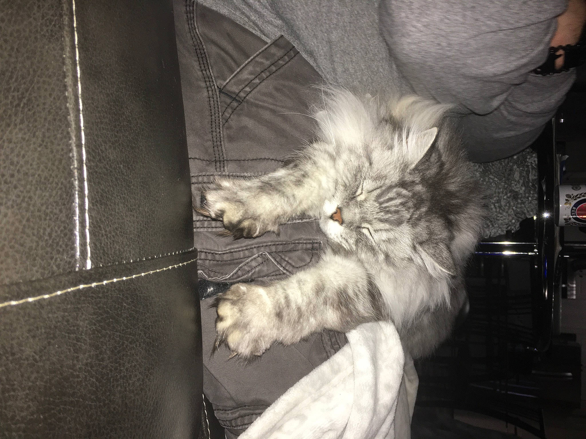 Shelby joined the competition — help win amazing prizes! canidae, carnivore, cat, claw, comfort, companion_dog, dog_breed, felidae, gesture, grey, human_leg, monochrome_photography, paw, small_to_medium_sized_cats, snout, sporting_group, tail, textile, whiskers, wing