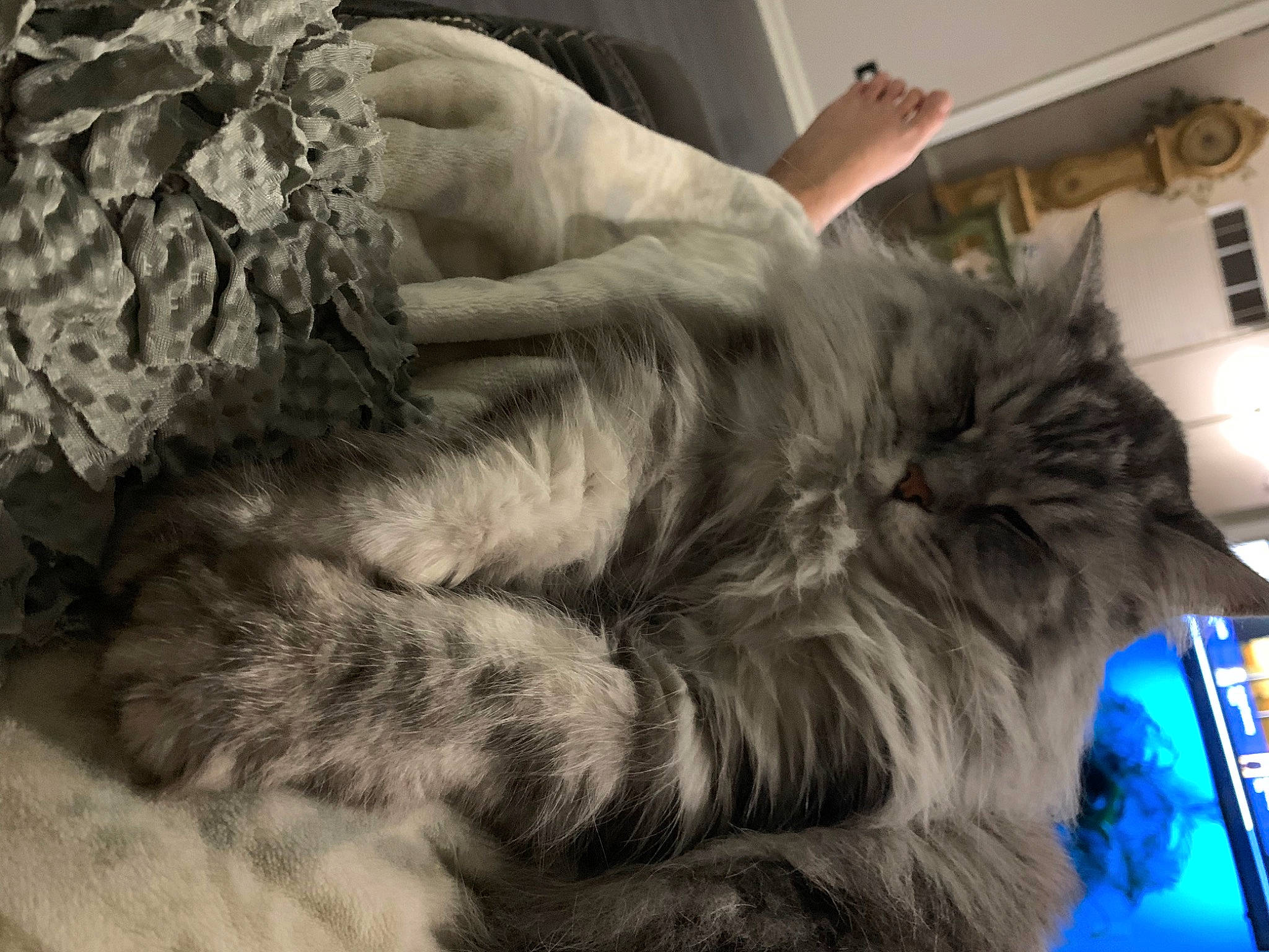 Shelby is registered to the contest to win money with this photo: carnivore, cat, claw, comfort, companion_dog, dog_breed, felidae, fur, grey, human_leg, nap, natural_material, paw, sleep, small_to_medium_sized_cats, sporting_group, tail, whiskers