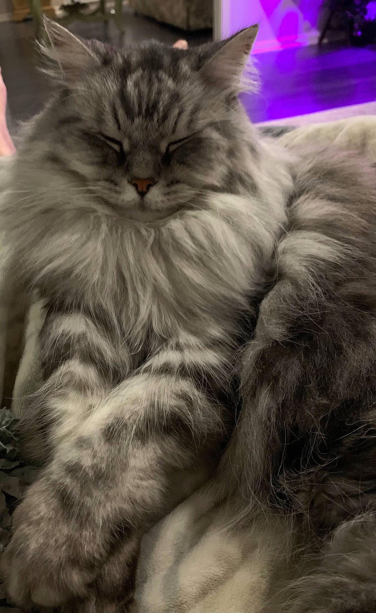 Shelby is registered to the contest to win money with this photo: british_longhair, carnivore, cat, claw, comfort, eye, felidae, fur, grey, hair, iris, maine_coon, norwegian_forest_cat, paw, plant, small_to_medium_sized_cats, snout, tail, terrestrial_animal, whiskers