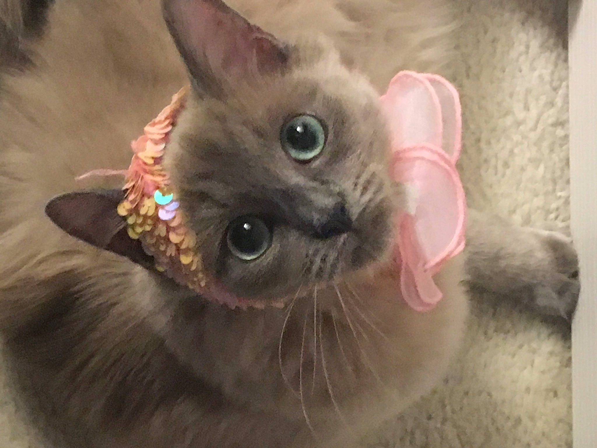 Minksie is registered to the contest to win money with this photo: balinese, birman, carnivore, cat, cat_bed, close_up, domestic_short_haired_cat, ear, fawn, felidae, fur, nose, paw, ragdoll, siamese, small_to_medium_sized_cats, snout, thai, tonkinese, whiskers