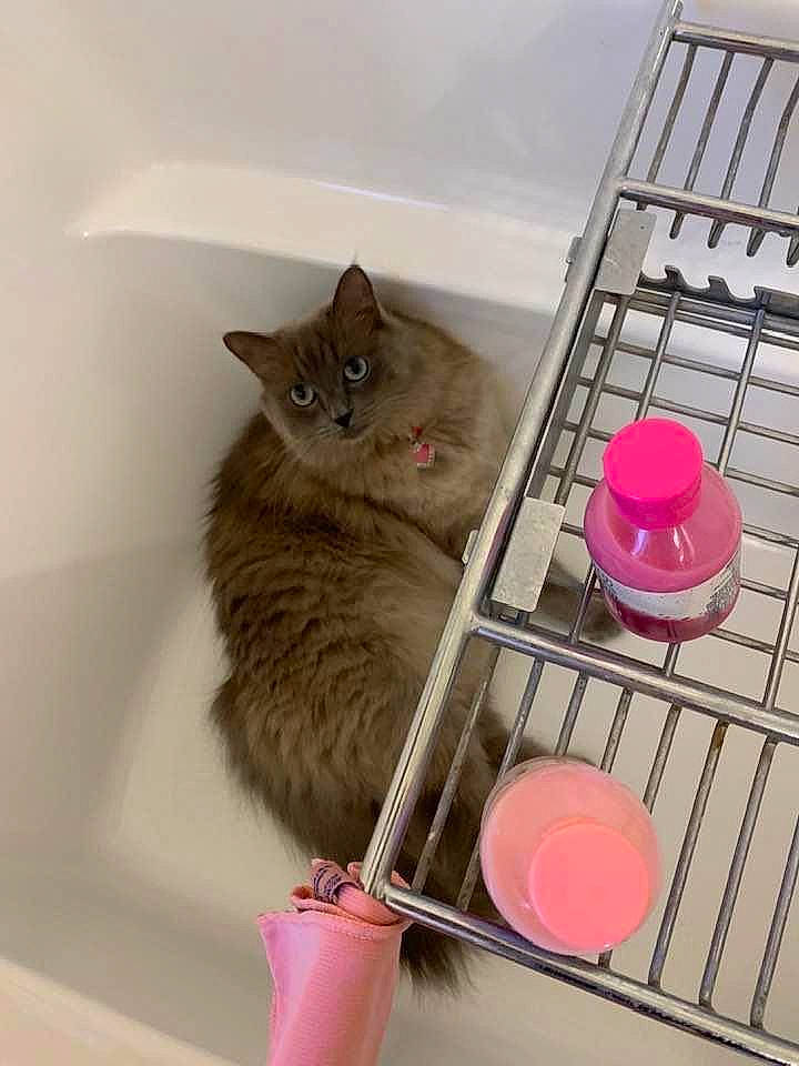 Minksie is registered to the contest to win money with this photo: british_longhair, carnivore, cat, domestic_short_haired_cat, drawer, fawn, felidae, flooring, fur, kitchen_appliance, magenta, paw, room, shelf, shelving, small_to_medium_sized_cats, tableware, tail, whiskers, wood