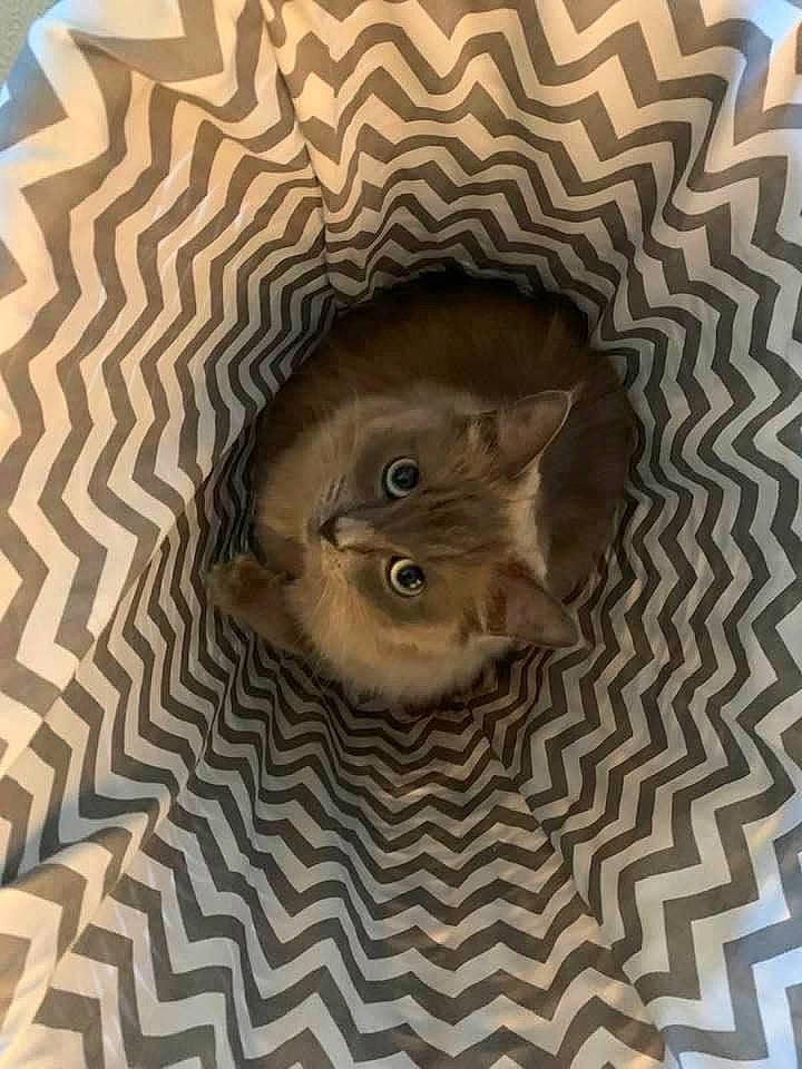 Minksie is registered to the contest to win money with this photo: art, brown, carnivore, cat, ceiling, circle, eye, fawn, felidae, flooring, fur, grey, iris, pattern, small_to_medium_sized_cats, snout, visual_arts, wall, whiskers, wood