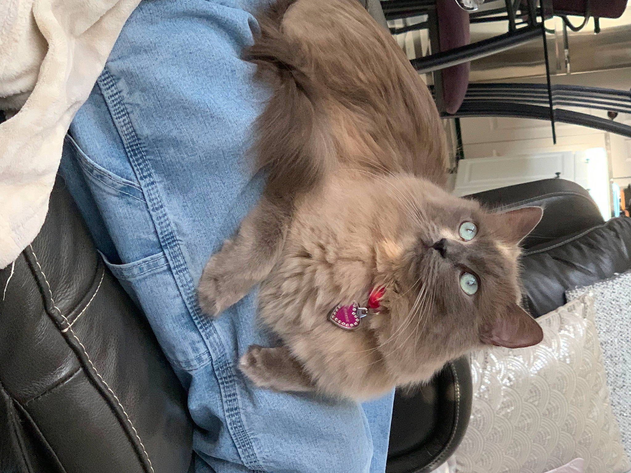 Minksie joined the competition — help win amazing prizes! canidae, carnivore, cat, claw, companion_dog, dog_breed, domestic_short_haired_cat, fawn, felidae, fur, liver, natural_material, small_to_medium_sized_cats, snout, sporting_group, street_fashion, terrestrial_animal, whiskers, wildlife, working_animal