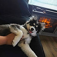Roxie joined the competition — help win amazing prizes! dog, puppy, couch, fireplace, indoor, cozy, happy, pet, fur, black_and_white, tongue_out, relaxed, home, hand, smiling, fur_pattern, living_room, wood_floor, cushion, warmth
