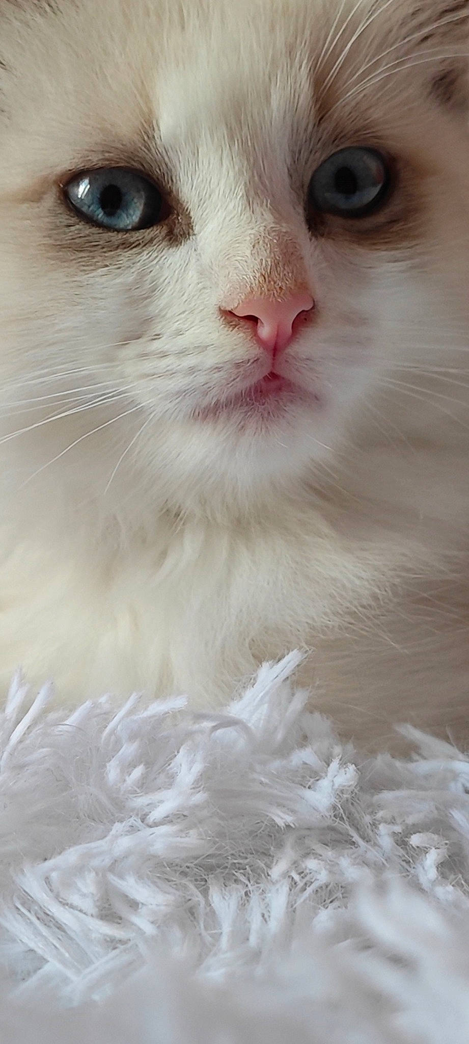 Meeko a rejoint le concours — aidez-le/la à gagner de superbes lots ! carnivore, cat, close_up, curious, domestic_short_haired_cat, eyelash, fawn, felidae, fur, no_expression, small_to_medium_sized_cats, snout, terrestrial_animal, whiskers